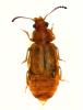 Eusphalerum luteum